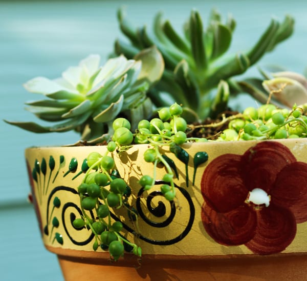 succulent container garden