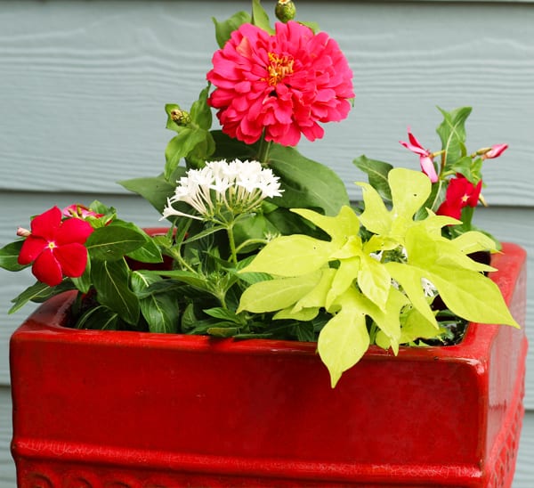 container garden