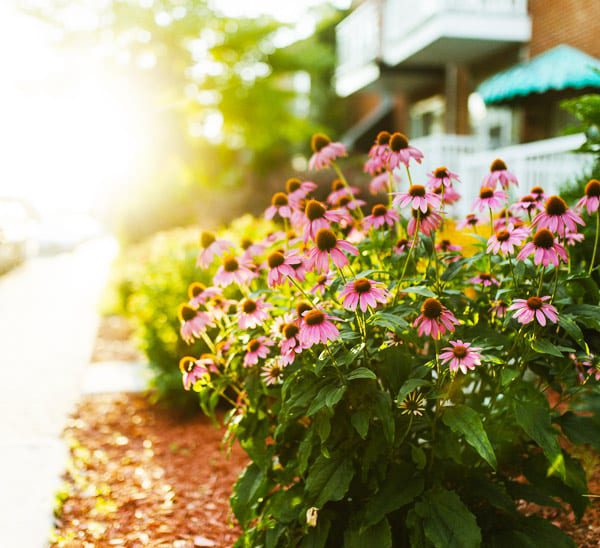 summer landscape