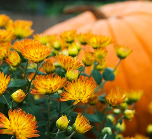 fall plants