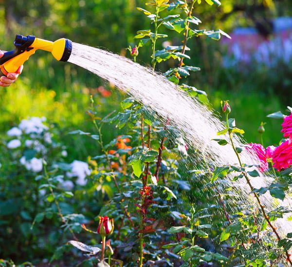 10 Watering Tips for Gardening Success | Calloway’s Nursery