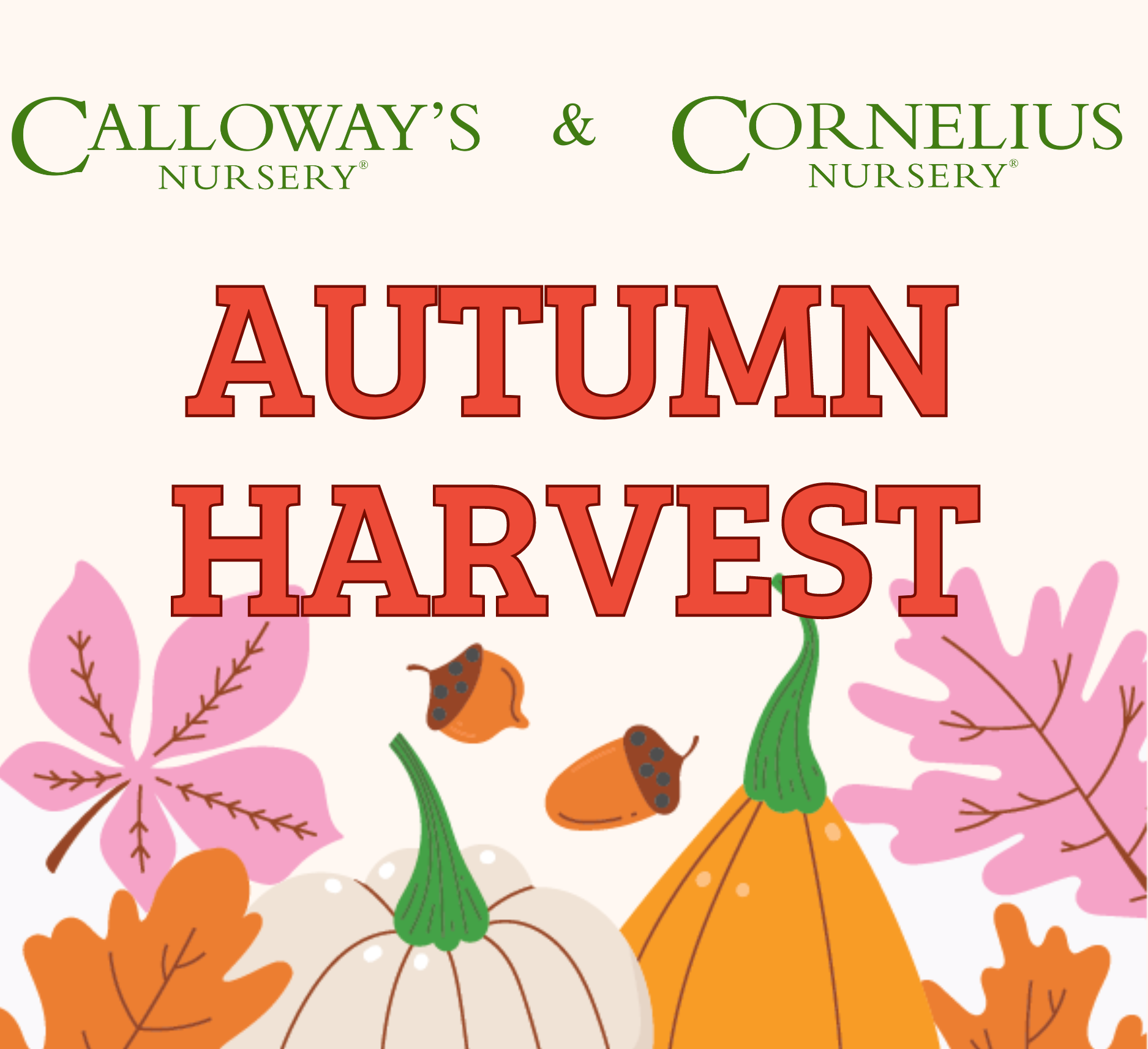 Calloway's & Cornelius Autumn Harvest featured image