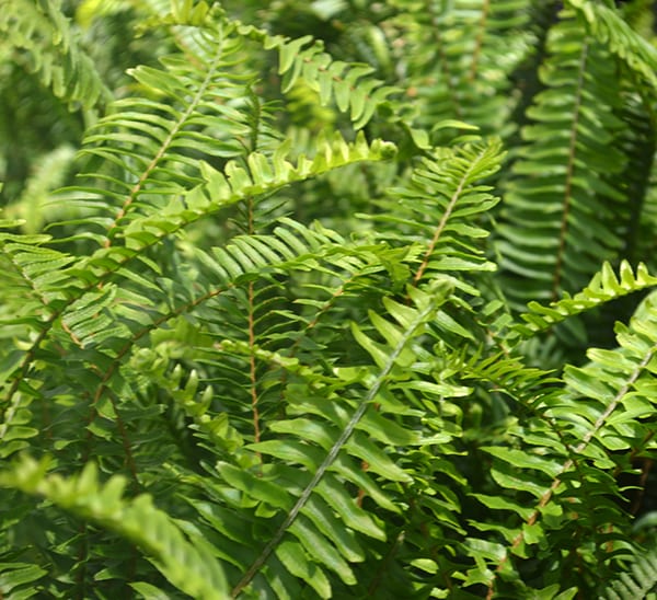 Ferns