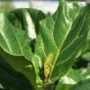 fiddle leaf fig