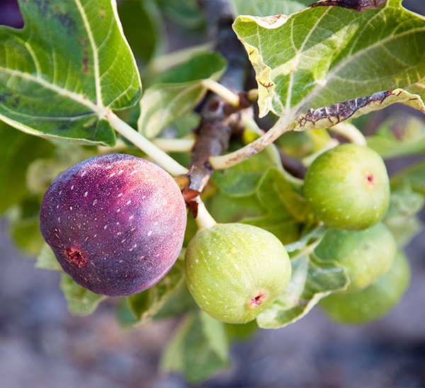 Link to Fruit Trees  product page