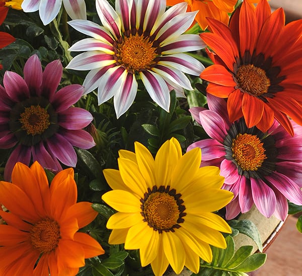 gazania mix