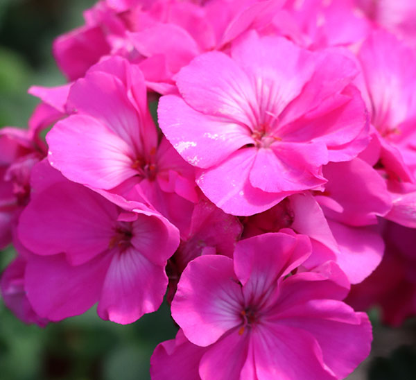 Link to Geraniums product page