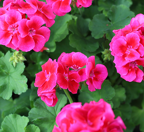 Link to Geraniums  product page