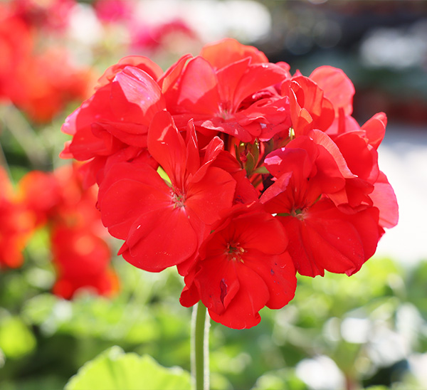 Link to Geraniums  product page