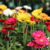 Gerbera Daisy