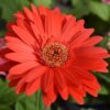 Gerbera Daisy