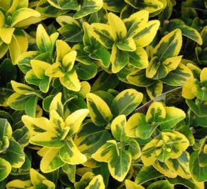 Golden Euonymus - Calloway's Nursery