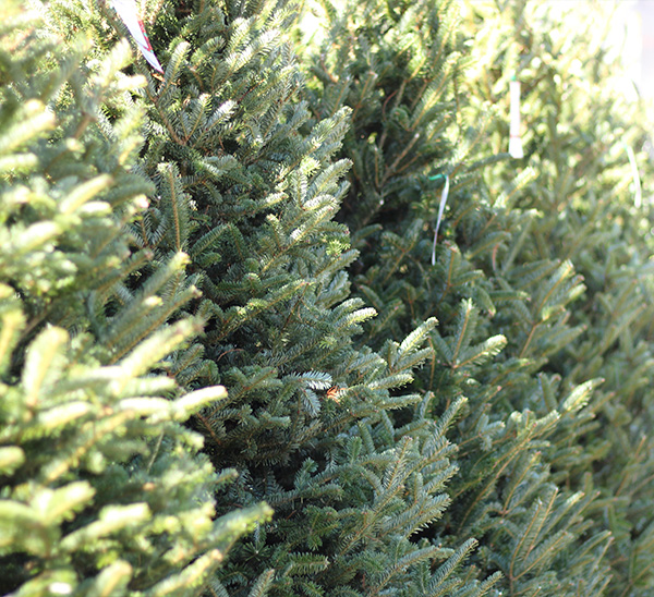 Link to Green Fresh Cut Christmas Trees  product page