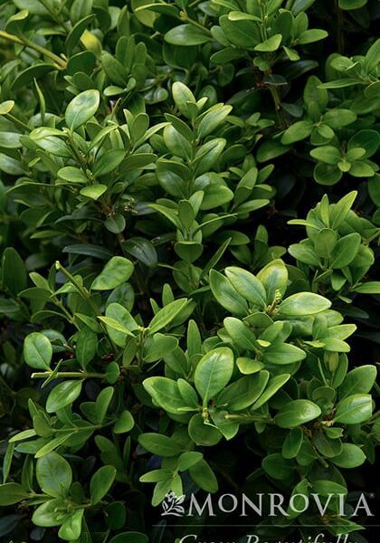 Green Tower® Boxwood