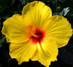 Tropical Hibiscus Plants | Calloway's Nursery