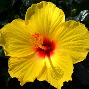 Tropical Hibiscus Plants | Calloway's Nursery