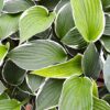 Hosta Plant