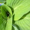 hosta