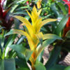 yellow bromeliad