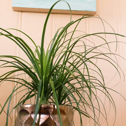 Ponytail Palm