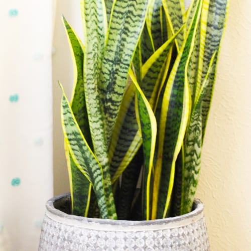 sansevieria