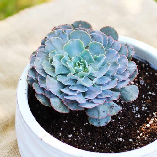 Succulent in Potting Soil for Fall Container Garden Decoration | Calloway's Nursery