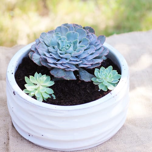 Fall Planter With Succulents for Garden Decoration | Calloway's Nursery