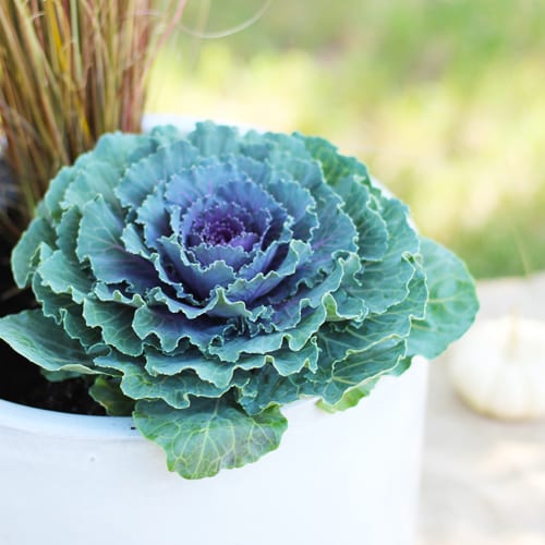 Ornamental Kale for Fall Container Garden | Calloway's Nursery