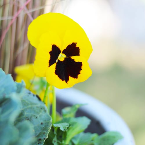 Yellow Pansy for Fall Container Garden | Calloway's Nursery