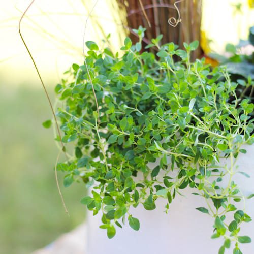 Fresh Seasonal Herbs for Fall Container Garden | Calloway's Nursery