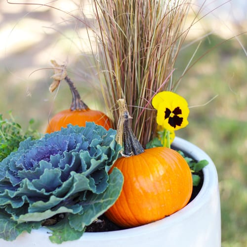 Pumpkins, Yellow Pansy, Ornamental Cabbage and Grass in a Container for Fall Garden Decoration | Calloway's Nursery