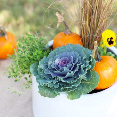 Pumpkins, Yellow Pansy, Ornamental Cabbage and Grass in a Container for No-Crave Fall Garden Decoration | Calloway's Nursery