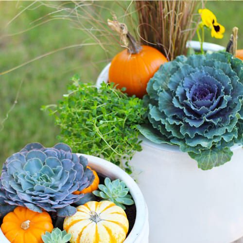 Autumn Havest Planters for Fall Container Gardens | Calloway's Nursery