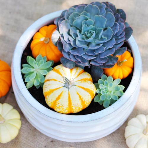 Pumpkins and Succulents in Potting Soil for Autumn Harvest Container Gardens | Calloway's Nursery