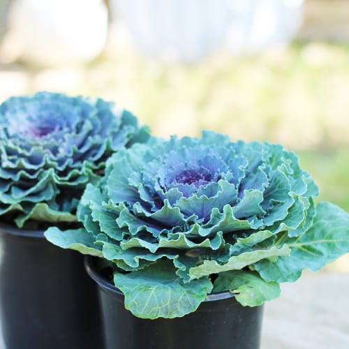 Ornamental Kale for Fall Container Garden | Calloway's Nursery