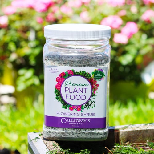 calloway's premium flowering shrub plant food