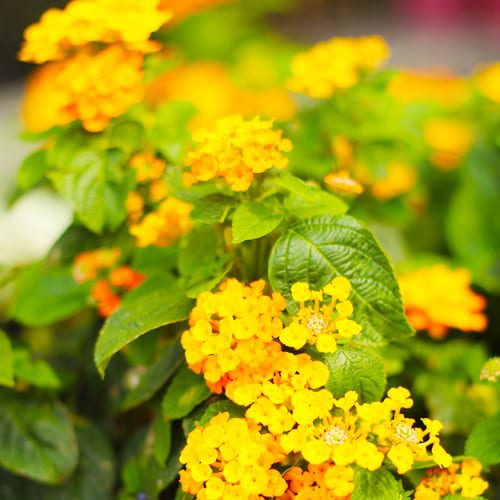 lantana blooms