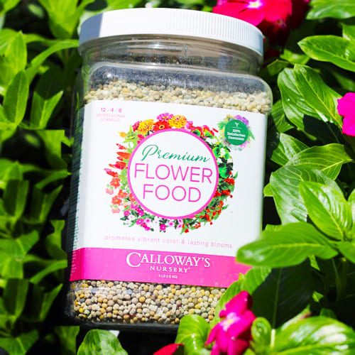 gardening tips calloway's premium flower food