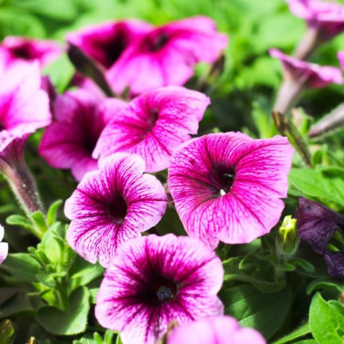 purple petunias