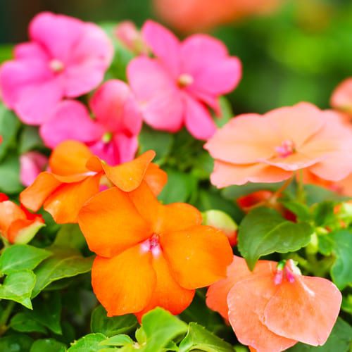 impatiens