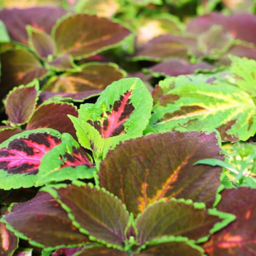 coleus