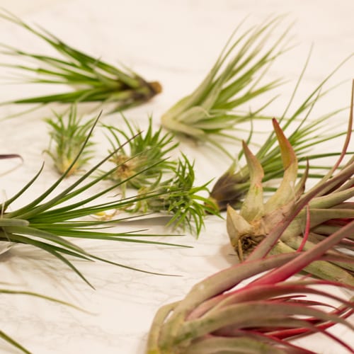 air plants