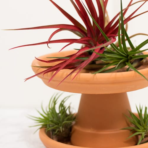 air plants