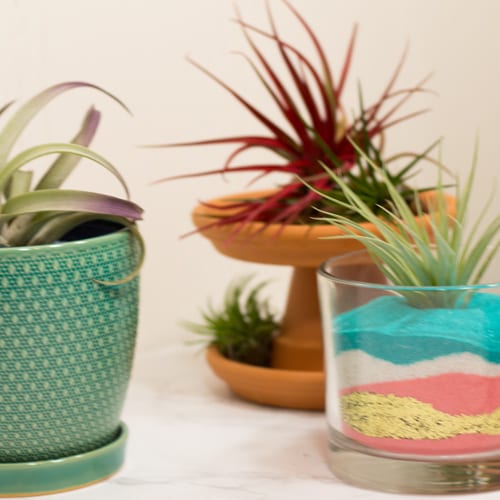 decorating with air plants