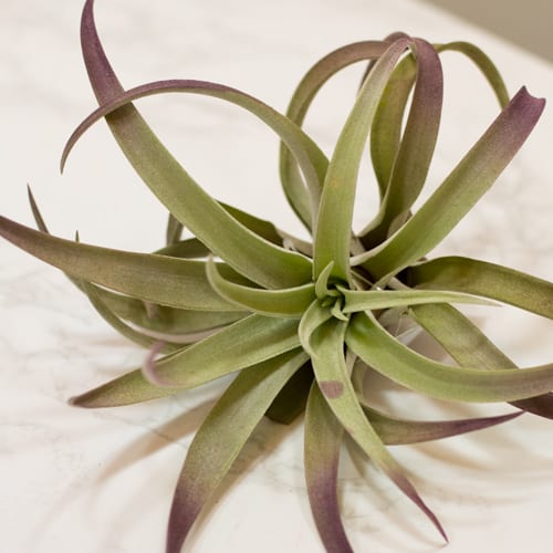 air plants DIY