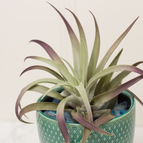 decorating with air plants