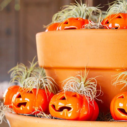 pumpkin planters