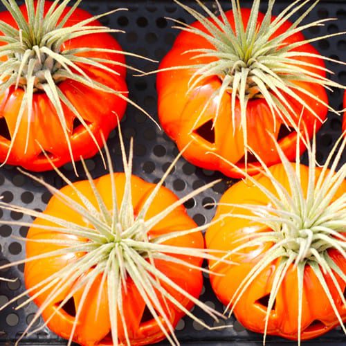 air plant containers