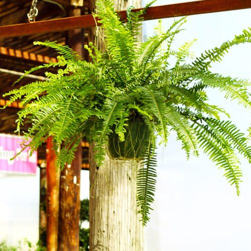 hanging ferns