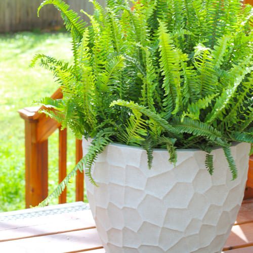 fern plants